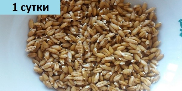 пророщенная пшеница для витграсса 