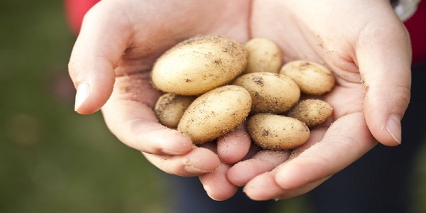 Картошка или картофель при похудении.
